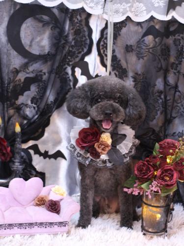 20231010ボーロくん